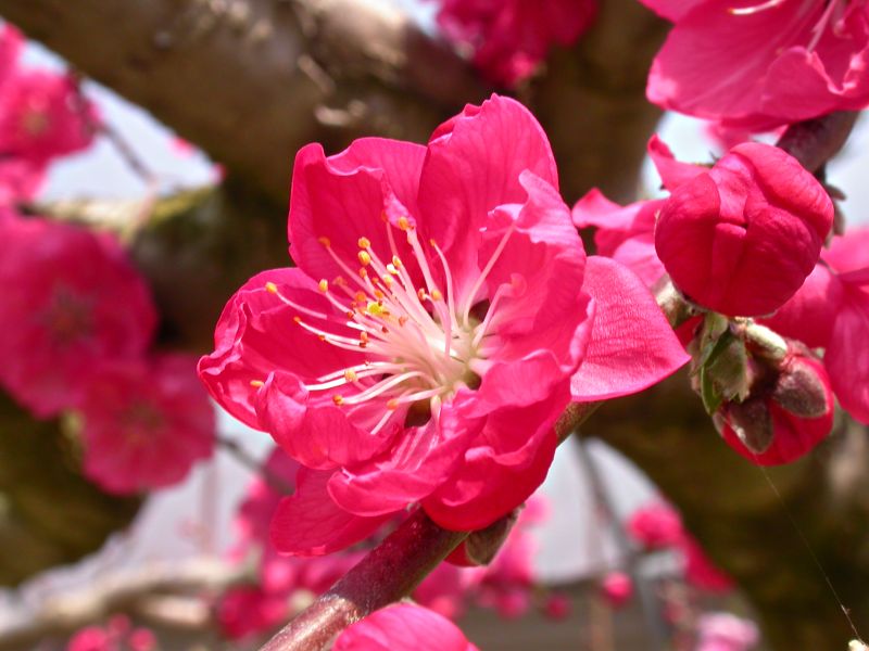 按此在新視窗瀏覽圖片