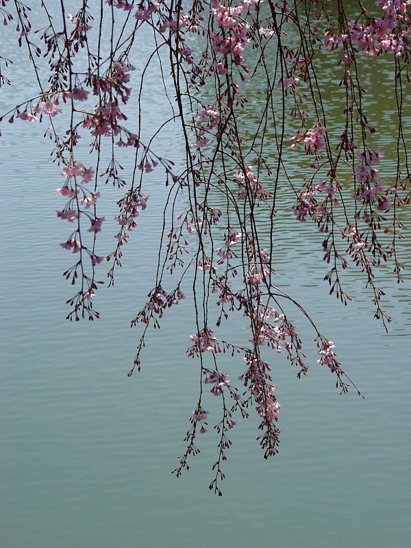 按此在新視窗瀏覽圖片