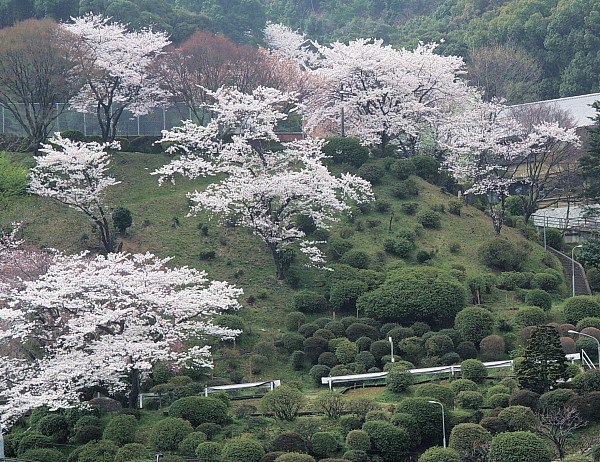 按此在新視窗瀏覽圖片