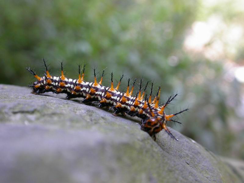 按此在新視窗瀏覽圖片