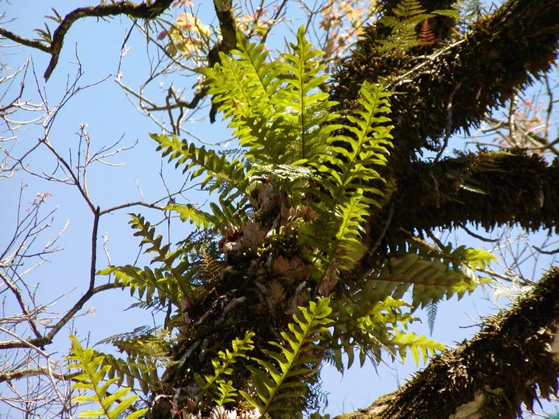 按此在新視窗瀏覽圖片