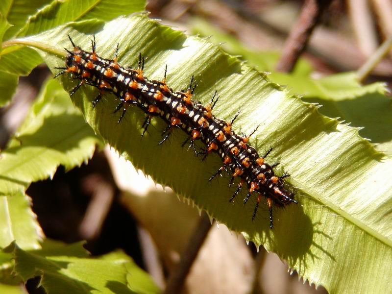 按此在新視窗瀏覽圖片