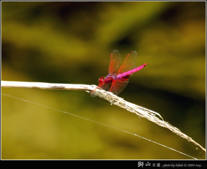按此在新視窗瀏覽圖片