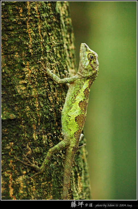 按此在新視窗瀏覽圖片