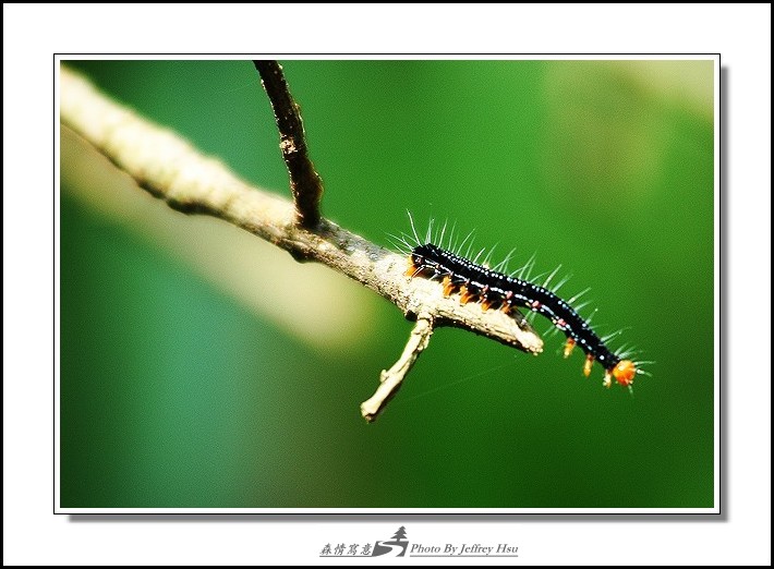 按此在新視窗瀏覽圖片