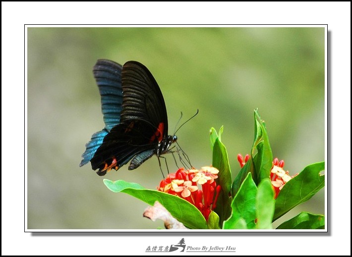 按此在新視窗瀏覽圖片