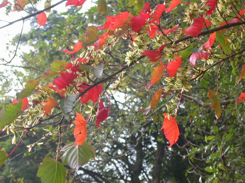 按此在新視窗瀏覽圖片