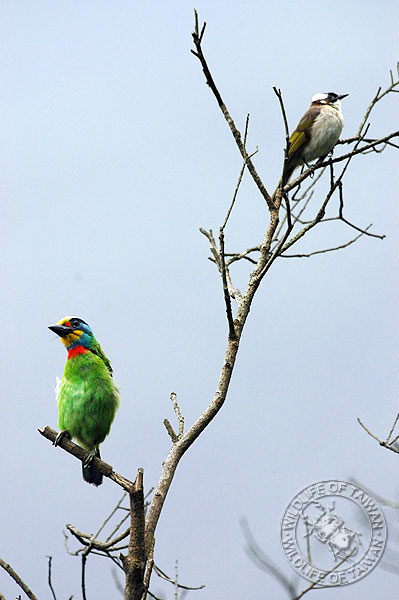 按此在新視窗瀏覽圖片