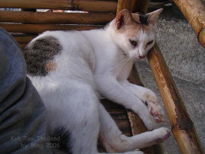 按此在新視窗瀏覽圖片