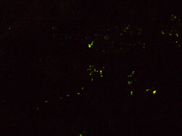 «ö¦¹¦b·sµøµ¡ÂsÄý¹Ï¤ù