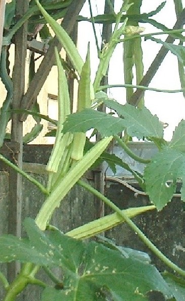 «ö¦¹¦b·sµøµ¡ÂsÄý¹Ï¤ù