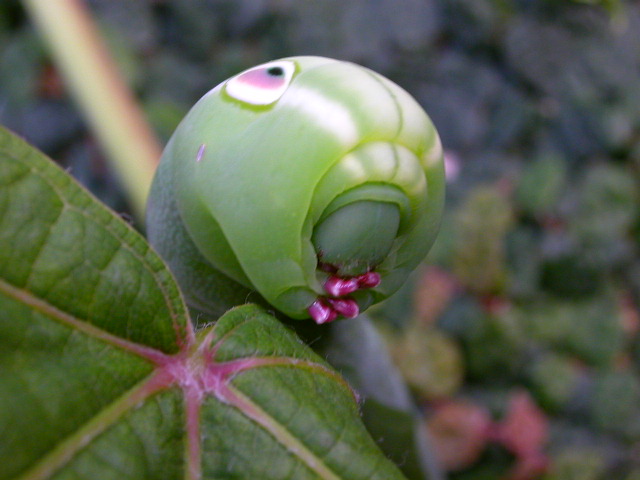 按此在新視窗瀏覽圖片