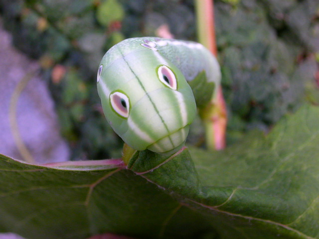 按此在新視窗瀏覽圖片