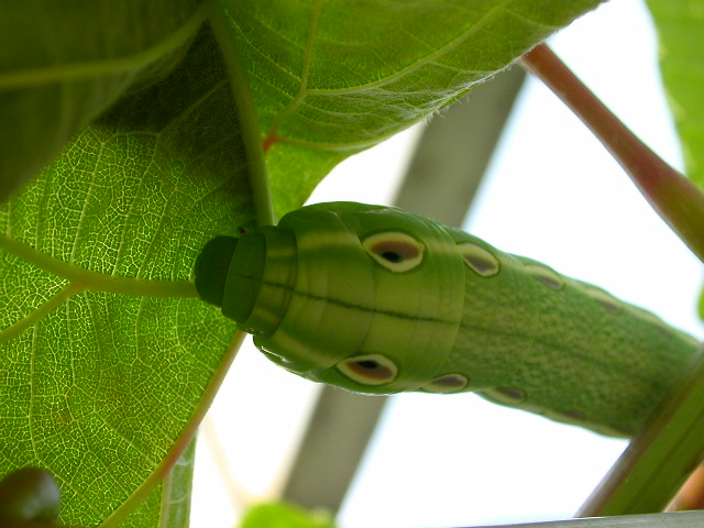 按此在新視窗瀏覽圖片