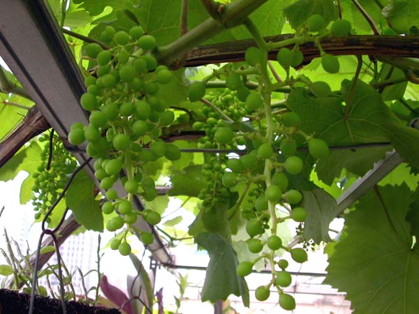 按此在新視窗瀏覽圖片