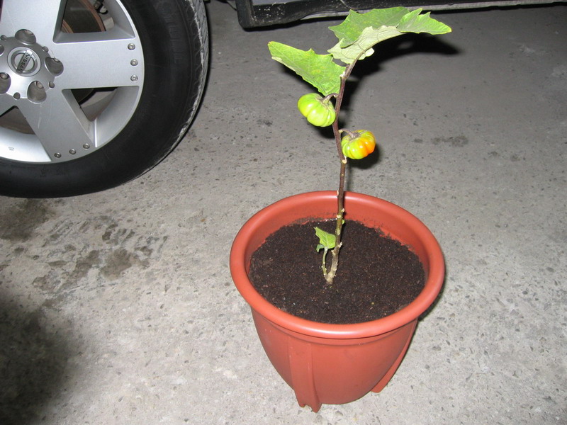 «ö¦¹¦b·sµøµ¡ÂsÄý¹Ï¤ù