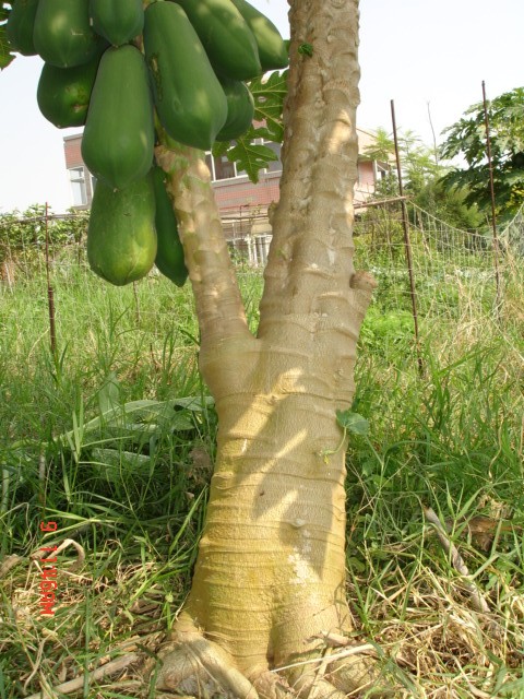 «ö¦¹¦b·sµøµ¡ÂsÄý¹Ï¤ù