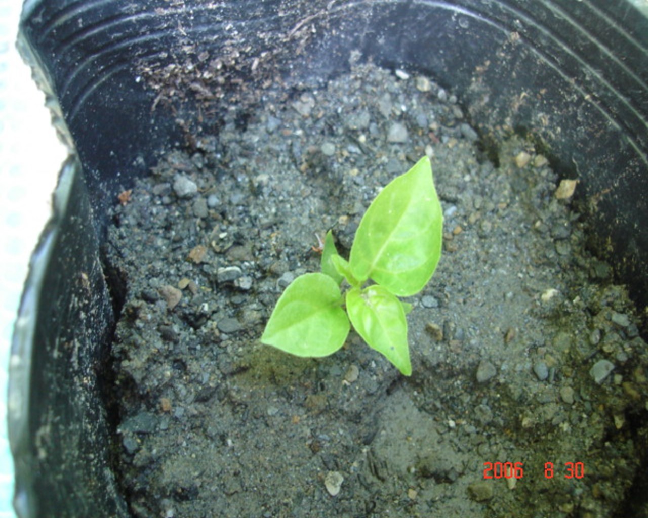 «ö¦¹¦b·sµøµ¡ÂsÄý¹Ï¤ù