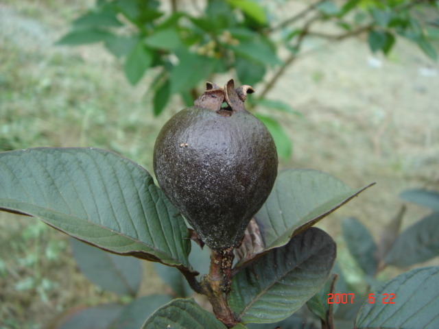 «ö¦¹¦b·sµøµ¡ÂsÄý¹Ï¤ù