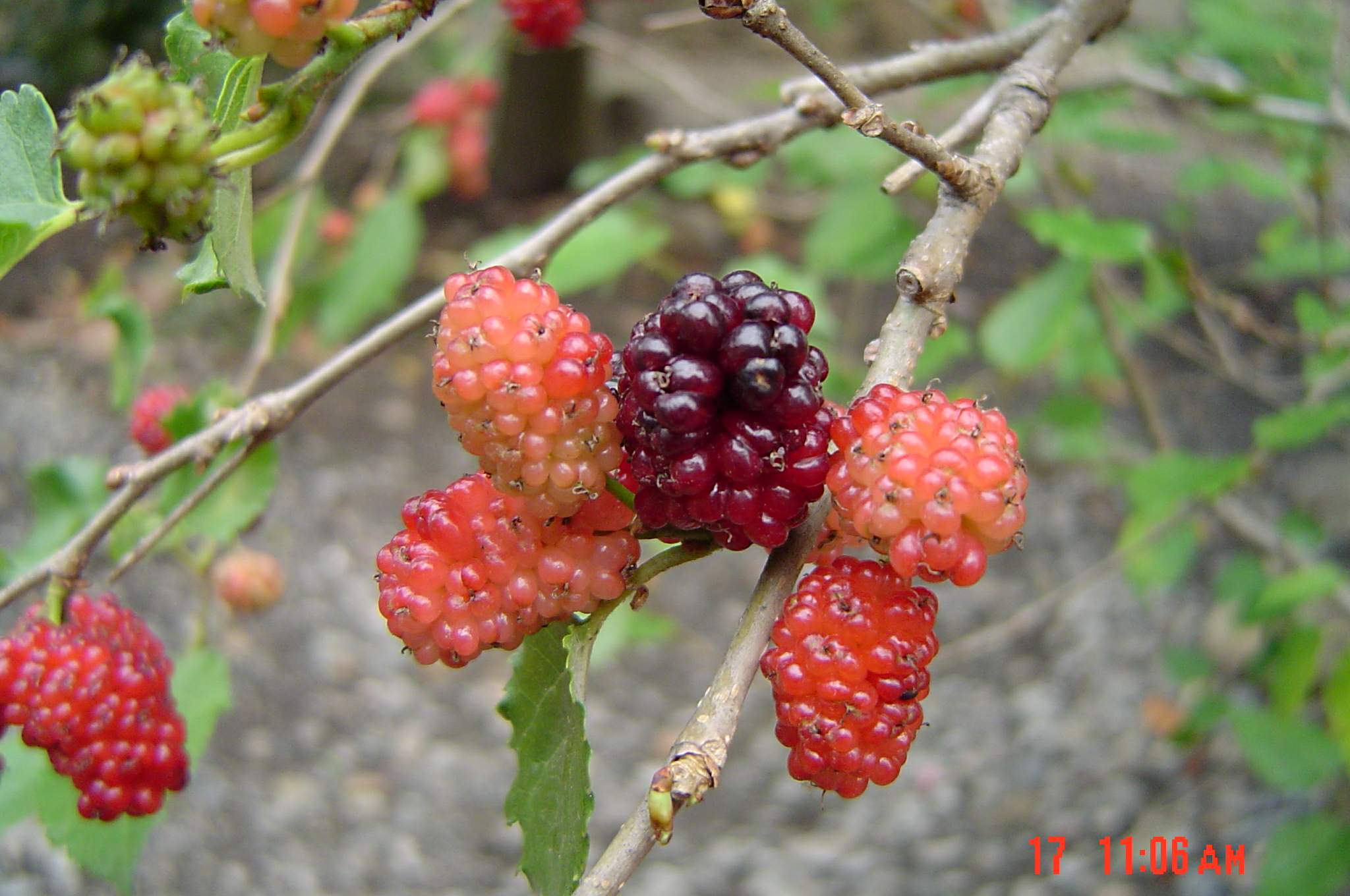 按此在新視窗瀏覽圖片