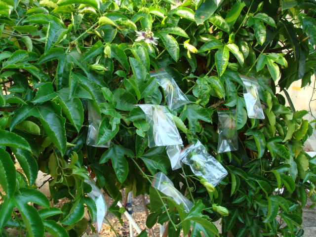 «ö¦¹¦b·sµøµ¡ÂsÄý¹Ï¤ù