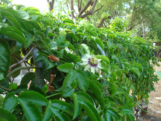 «ö¦¹¦b·sµøµ¡ÂsÄý¹Ï¤ù