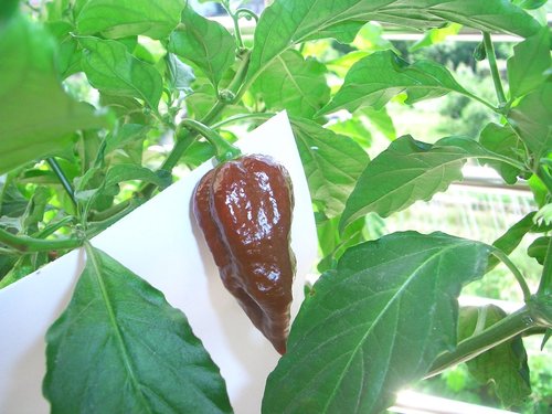 «ö¦¹¦b·sµøµ¡ÂsÄý¹Ï¤ù