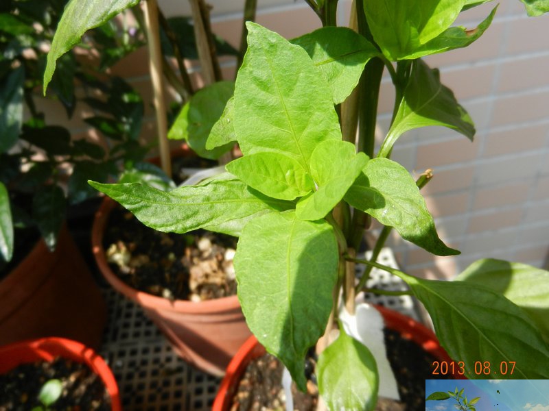 按此在新視窗瀏覽圖片