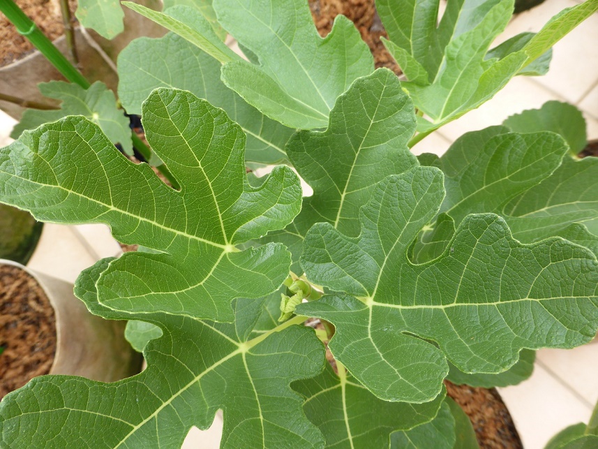 «ö¦¹¦b·sµøµ¡ÂsÄý¹Ï¤ù