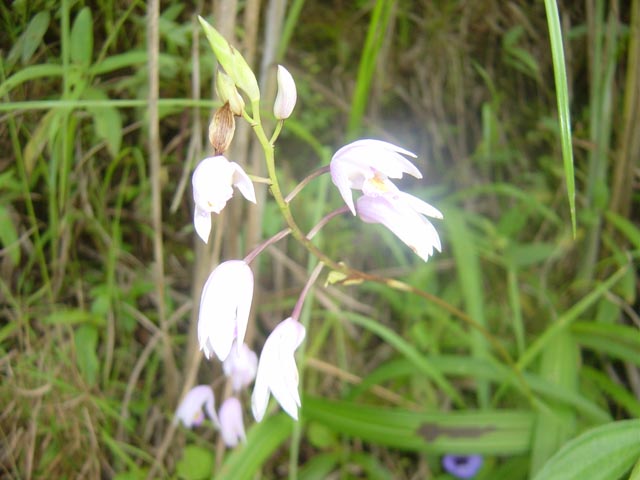 «ö¦¹¦b·sµøµ¡ÂsÄý¹Ï¤ù