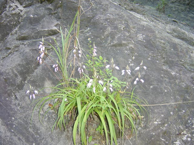 «ö¦¹¦b·sµøµ¡ÂsÄý¹Ï¤ù