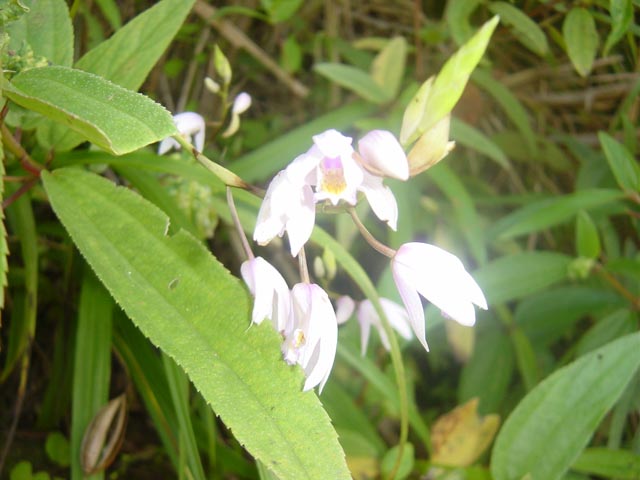 «ö¦¹¦b·sµøµ¡ÂsÄý¹Ï¤ù