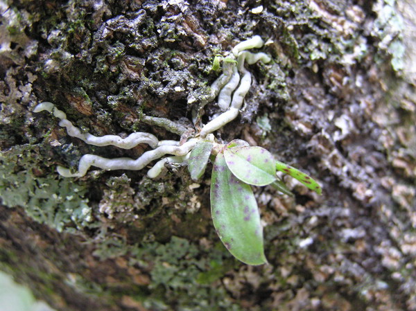 «ö¦¹¦b·sµøµ¡ÂsÄý¹Ï¤ù