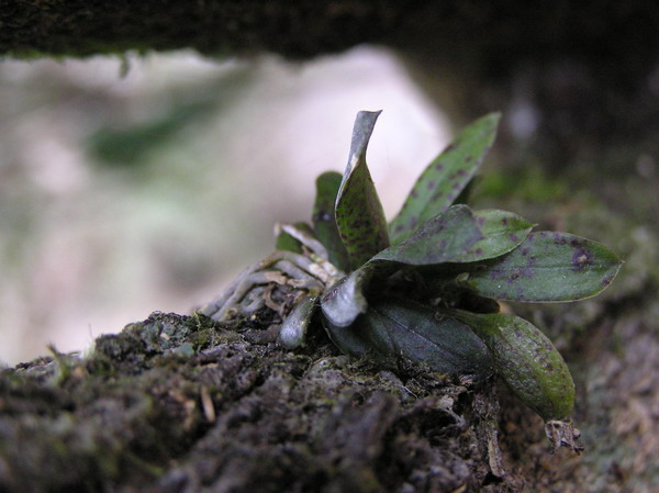 «ö¦¹¦b·sµøµ¡ÂsÄý¹Ï¤ù