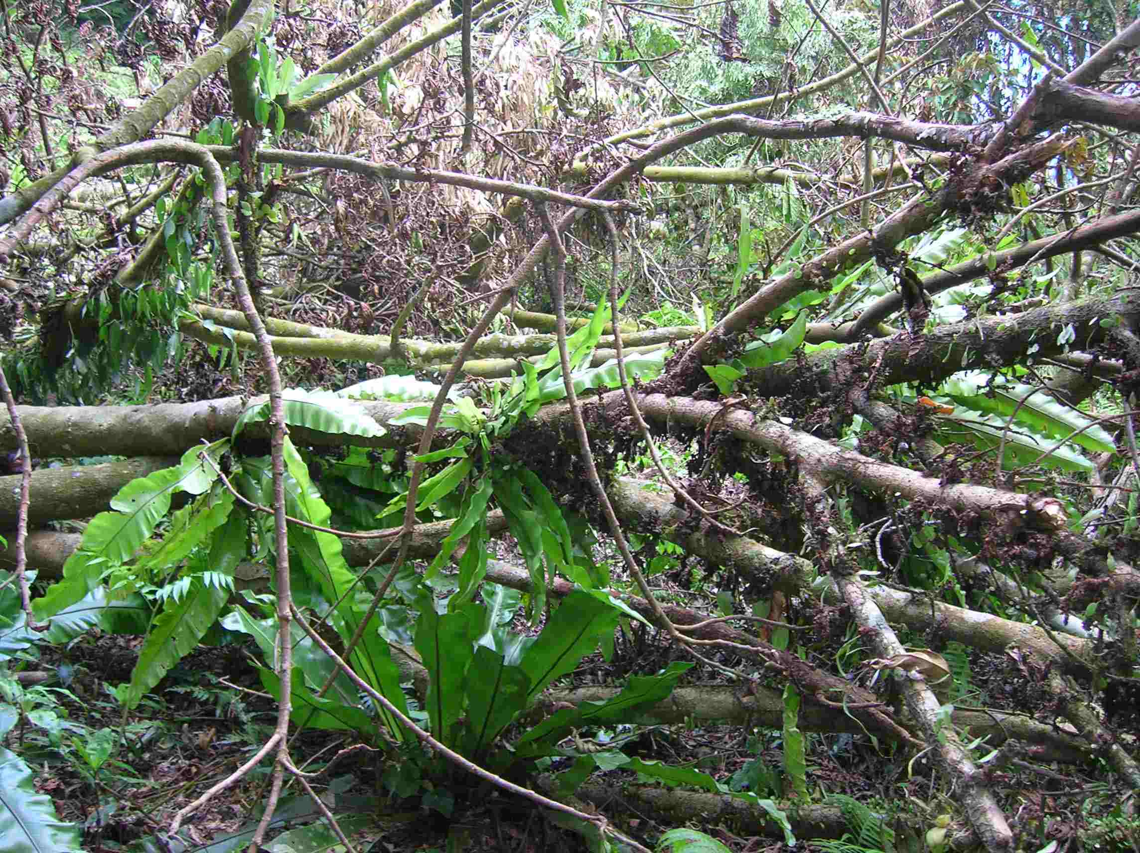 按此在新視窗瀏覽圖片