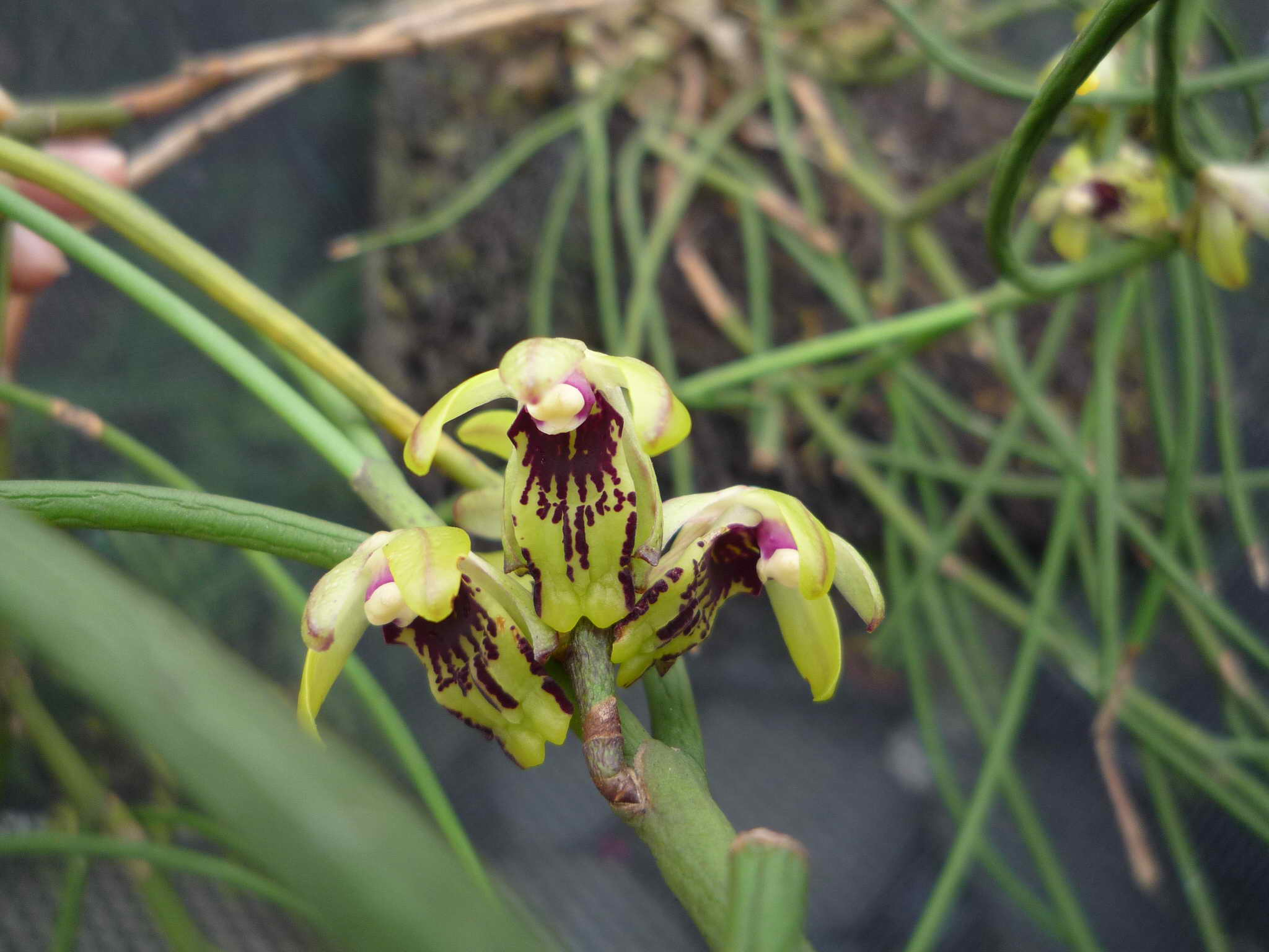 «ö¦¹¦b·sµøµ¡ÂsÄý¹Ï¤ù