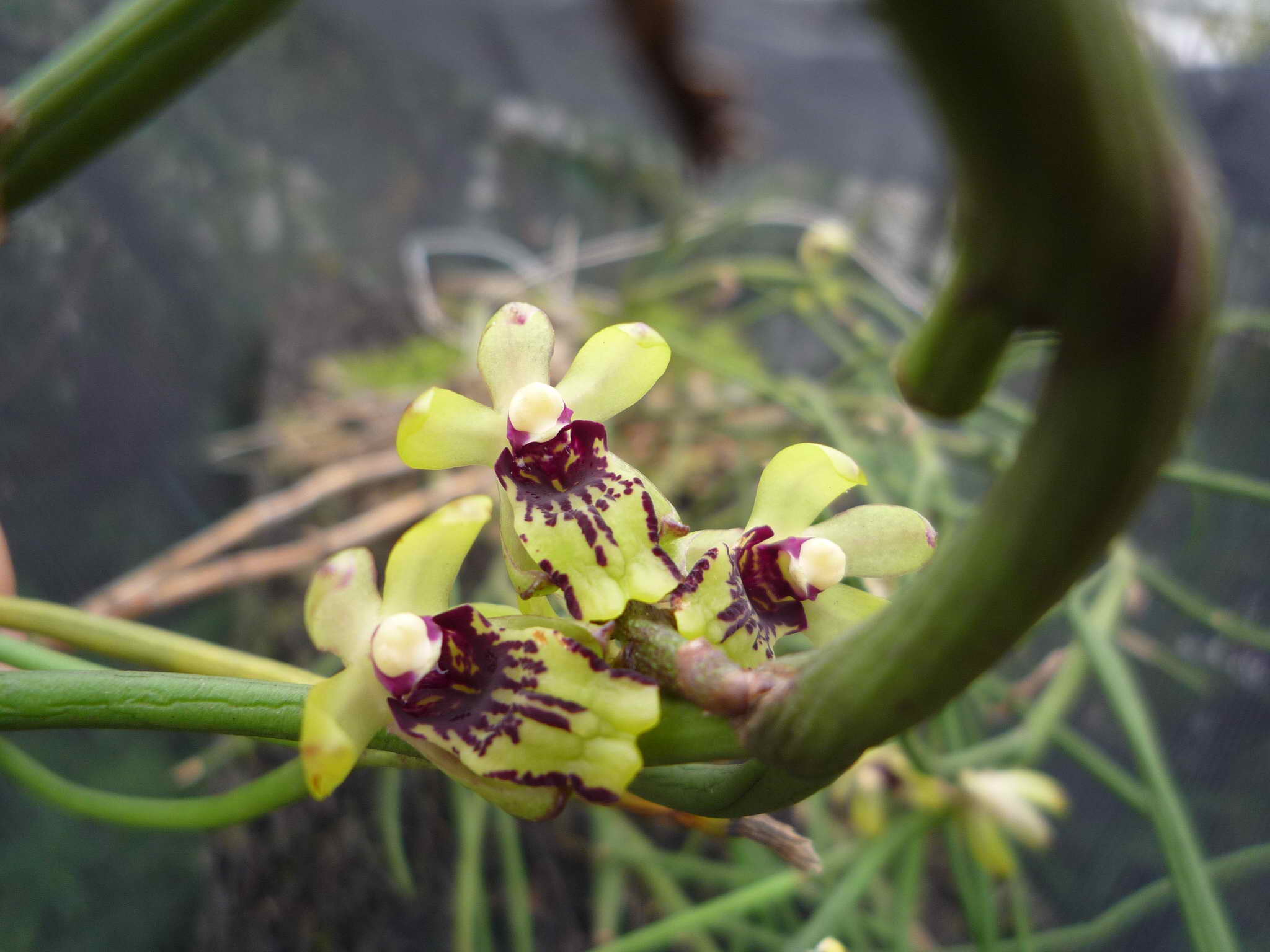 «ö¦¹¦b·sµøµ¡ÂsÄý¹Ï¤ù