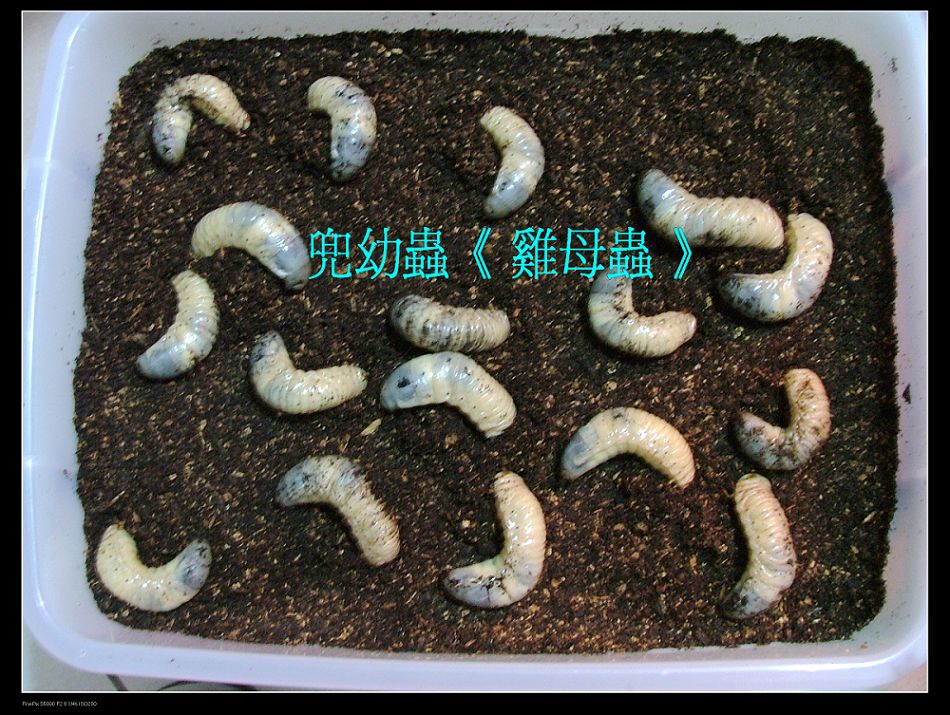 «ö¦¹¦b·sµøµ¡ÂsÄý¹Ï¤ù