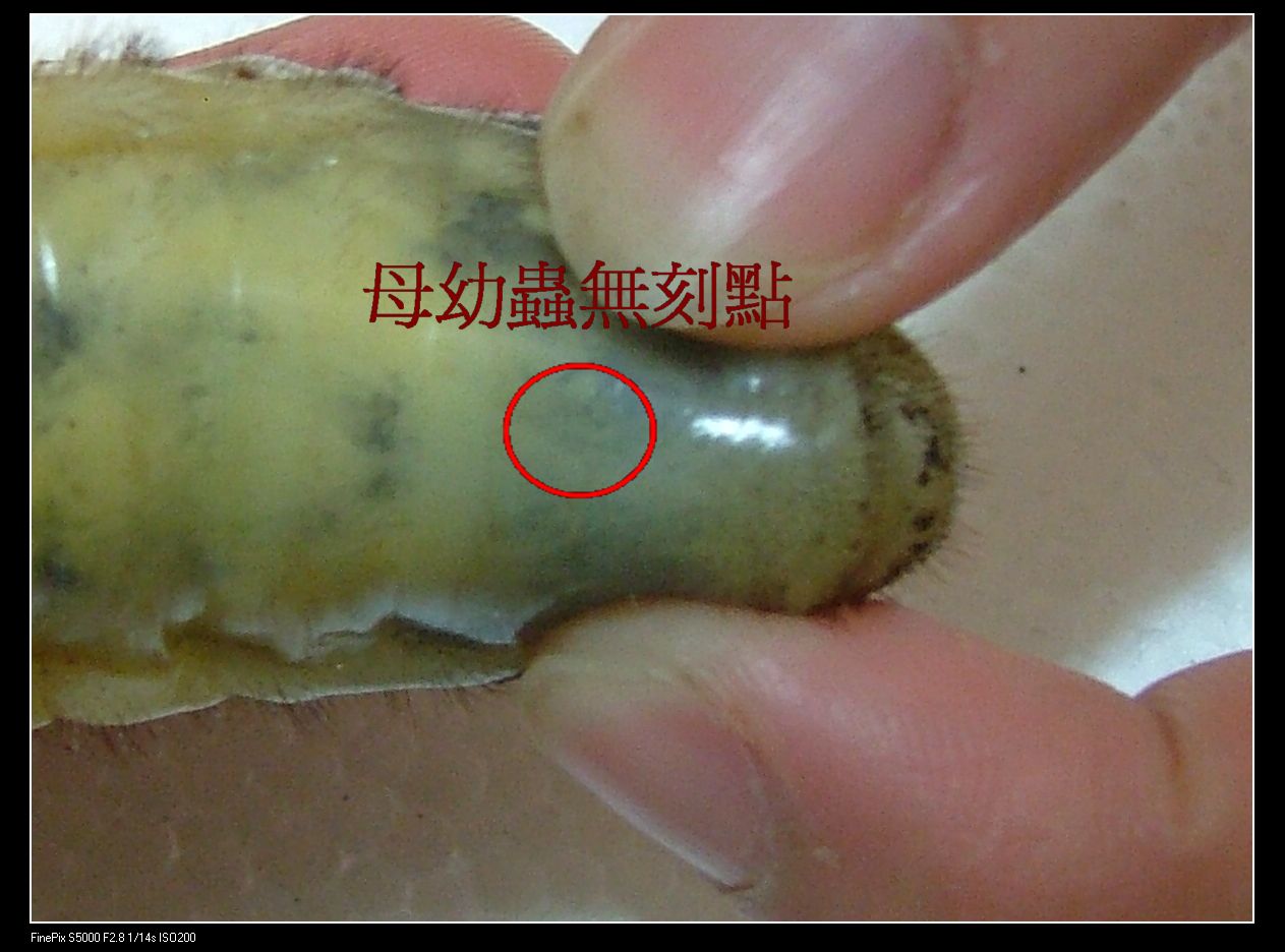 «ö¦¹¦b·sµøµ¡ÂsÄý¹Ï¤ù