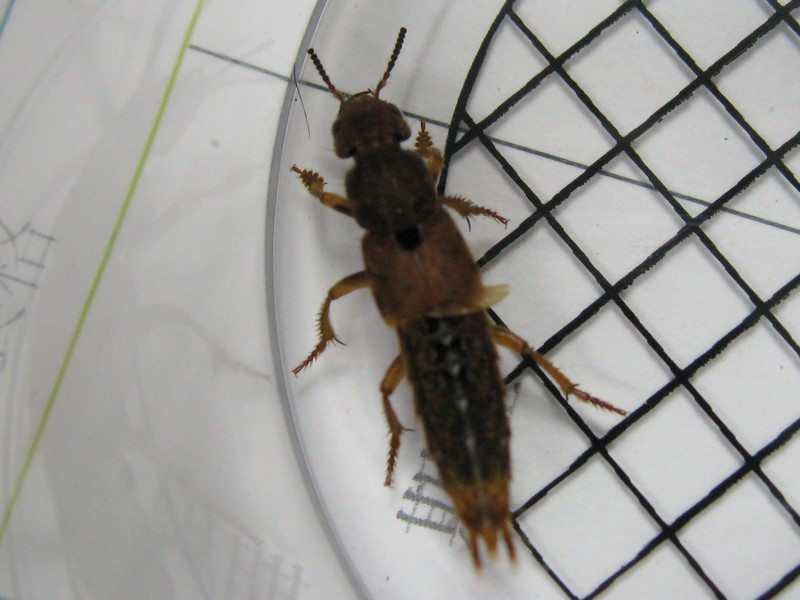 «ö¦¹¦b·sµøµ¡ÂsÄý¹Ï¤ù