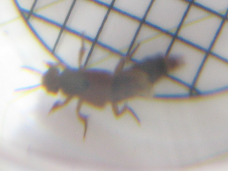 «ö¦¹¦b·sµøµ¡ÂsÄý¹Ï¤ù