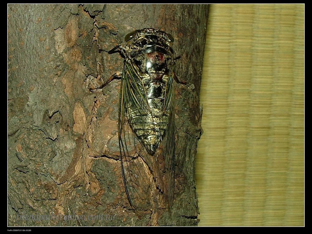 «ö¦¹¦b·sµøµ¡ÂsÄý¹Ï¤ù