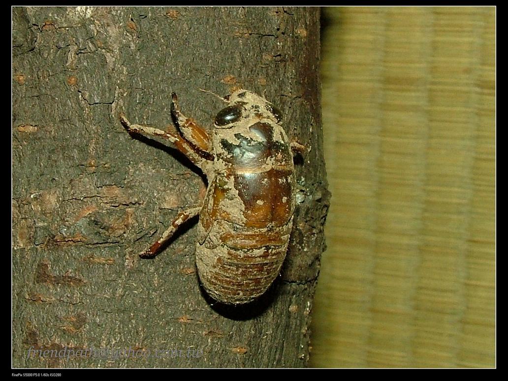 «ö¦¹¦b·sµøµ¡ÂsÄý¹Ï¤ù