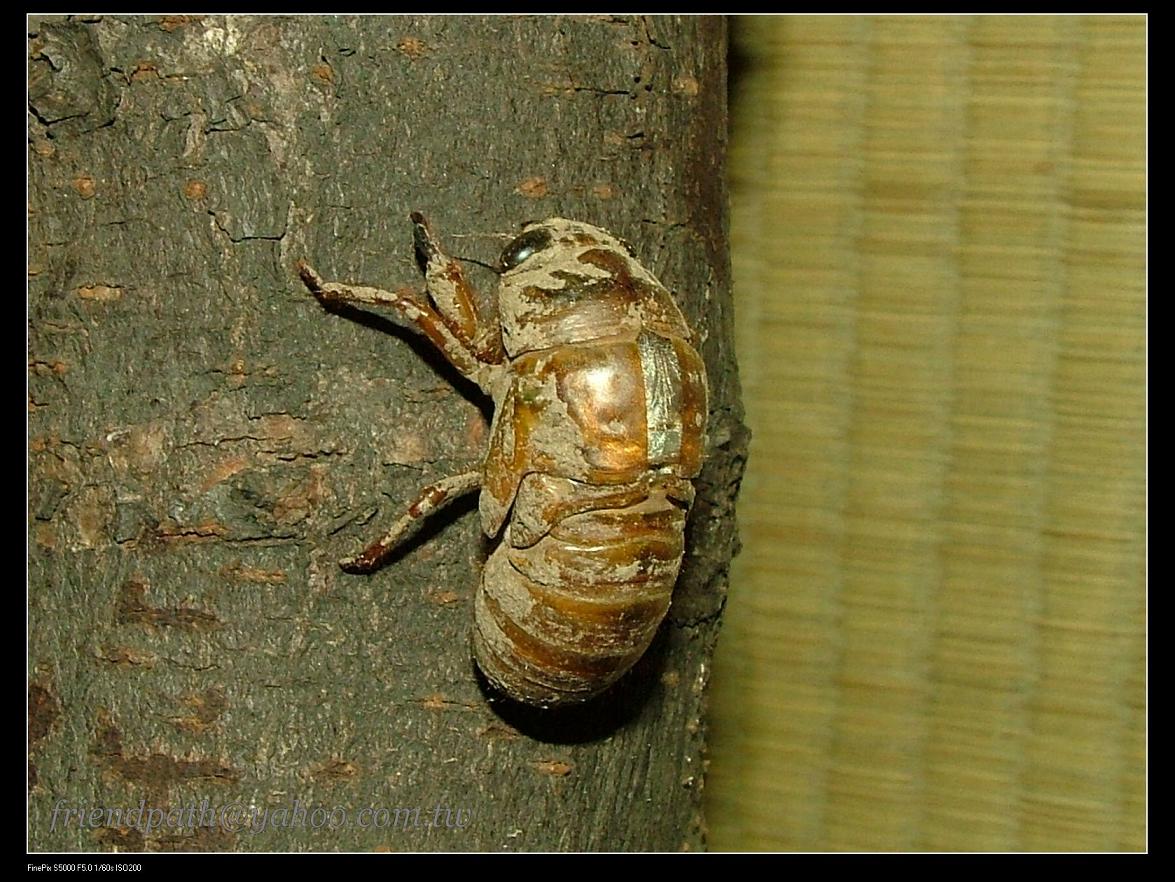 «ö¦¹¦b·sµøµ¡ÂsÄý¹Ï¤ù