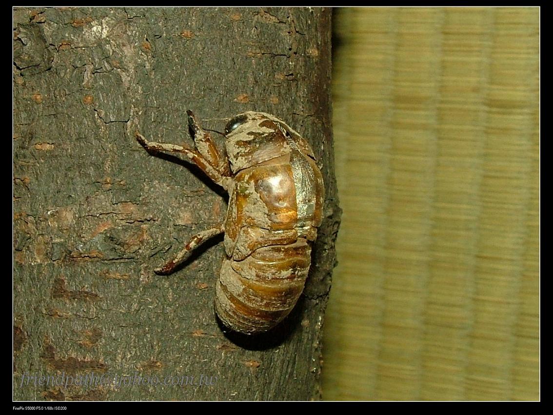 «ö¦¹¦b·sµøµ¡ÂsÄý¹Ï¤ù