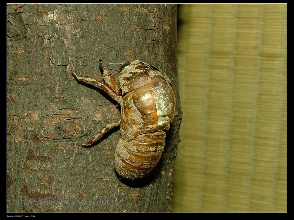 «ö¦¹¦b·sµøµ¡ÂsÄý¹Ï¤ù