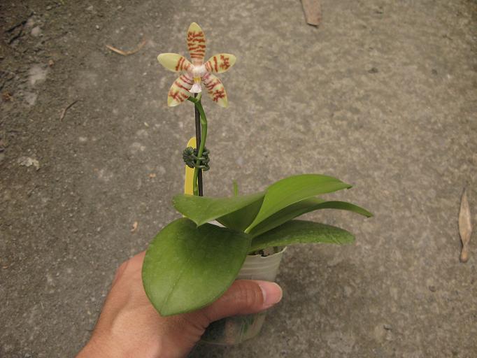 按此在新視窗瀏覽圖片