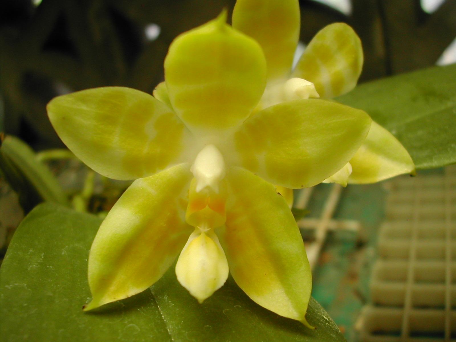 «ö¦¹¦b·sµøµ¡ÂsÄý¹Ï¤ù