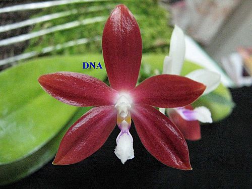 «ö¦¹¦b·sµøµ¡ÂsÄý¹Ï¤ù