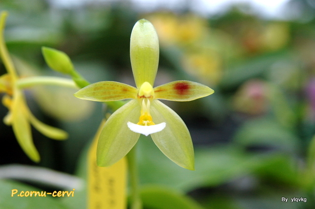 «ö¦¹¦b·sµøµ¡ÂsÄý¹Ï¤ù